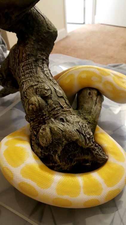 dailyhelianthus:Local albino girl has the most beautiful colouration