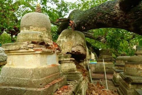 A branch of one of the large Bodhi tree in the Mahabodhi Temple complex in Bodhgaya has fallen few d