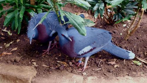 Victoria Crowned Pigeon.