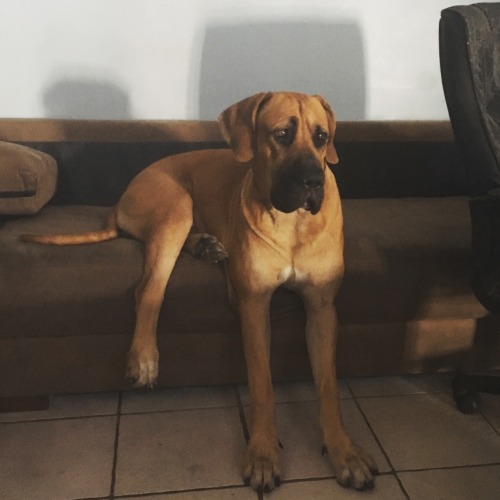 handsomedogs:This is Chief. Our one year old Great Dane X Ultimate Mastiff. He’s majestic, likes t