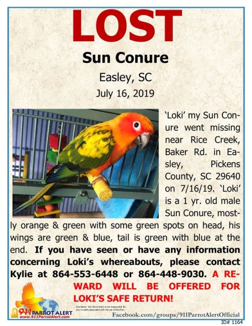 LOST - SUN CONURE, 7/16/19, &ldquo;Loki&rdquo;, Rice Creek, Baker Rd, EASLEY, PICKENS COUNTY, SC 296