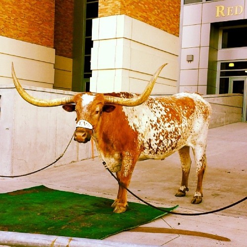 Finally saw one in real life #longhorn #hookem #ut #texas #burntorange #bleedorange (at Darrell K. R