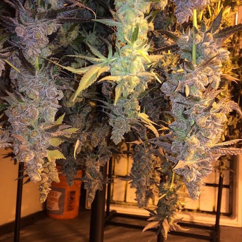 weedporndaily:  #ThinMints #gsc by @goldcoastextracts #htcc winner dropped here by theweed_studiocity http://ift.tt/14zMKsw