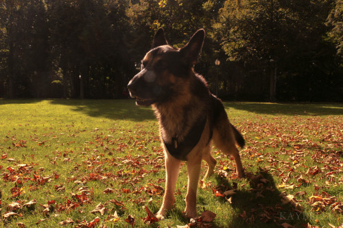 handsome dogs