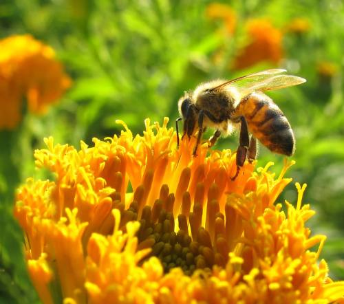 The Brains of Bees A new study has shown just how strongly neonicotinoid insecticides affect bees&am