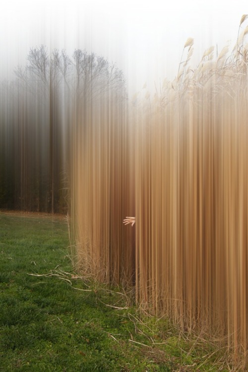 photojojo: Trees have a particularly beautiful method of marking the changing seasons. In Disturbing
