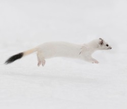 beautiful-wildlife:  I believe I can fly! by Alessandro Rossini   Wild Stoat running in the snow. 