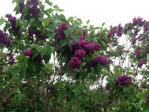 floralwaterwitch:My sister grows the loveliest and most vibrant lilacs I’ve ever seen