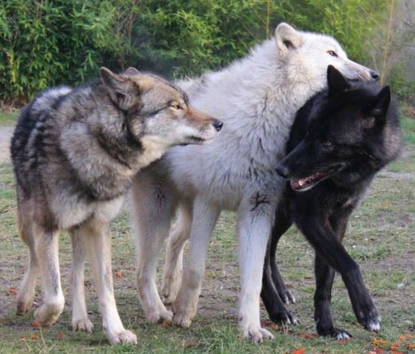 black and white wolf dog