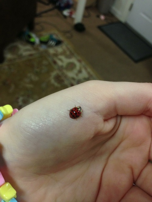 A collection of bug friends I’ve met recently (✿◠‿◠)