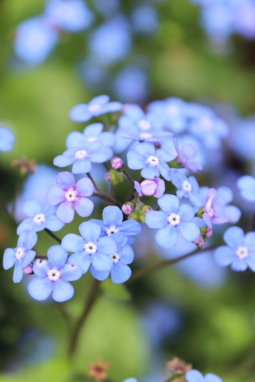 What I believe to be forget me nots.