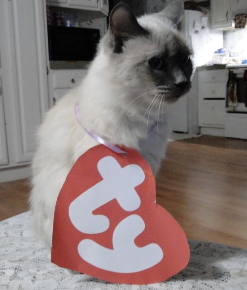 kindnessiseternal: I made my cats into Beanie Babies! @mostlycatsmostly