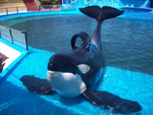 freedomforwhales:  “Another topic she (Naomi Rose, HSUS) thought about including in her case against captivity was the collapsed dorsal fin seen in 100 percent of the captive adult males. Based on her knowledge of biology and what she had learned about