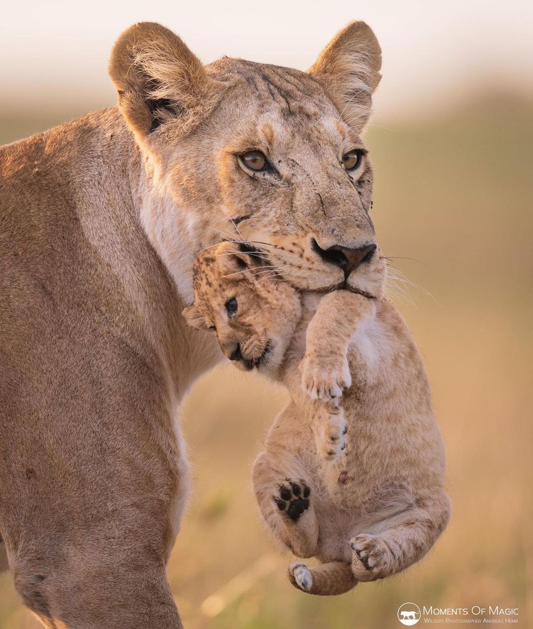 Funny Wildlife — Lion Cub Metro by today's #featuredwildographer,...