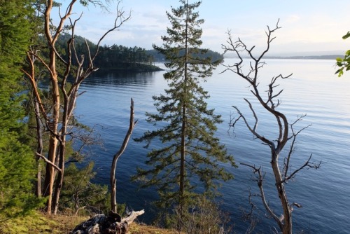 evening dog walk gabriola, bc