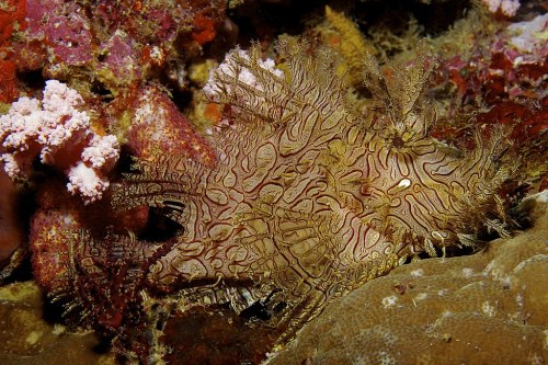 Weedy scorpionfishRhinopias aphanesC Nick Hobgood, CC 3.0