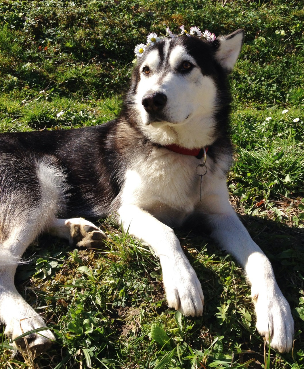 maxithehusky:  Queen in her castle!