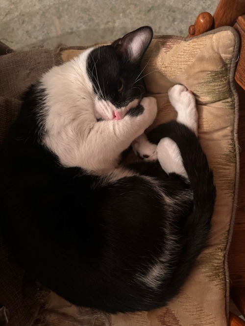 Peekaboo I See You Sylvester