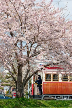 fdbc00:  いつしかの春の函館。今年はいこうと思ってたんだけど・・・