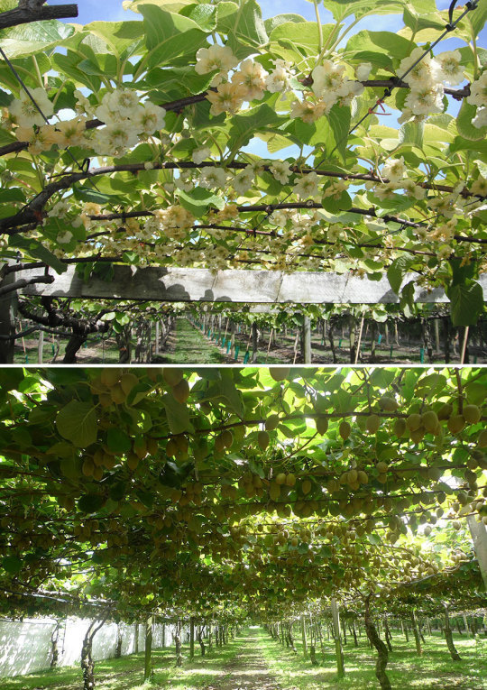 How Food Looks Before It’s Harvested.