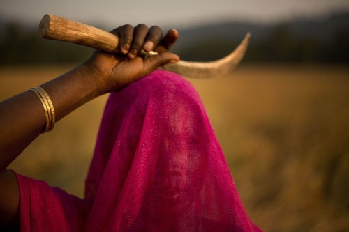 fotojournalismus:  A veiled woman talks to another as they harvest paddy at a rice field on the outskirts of Gauhati, India on November 20, 2014. (Anupam Nath/AP) 