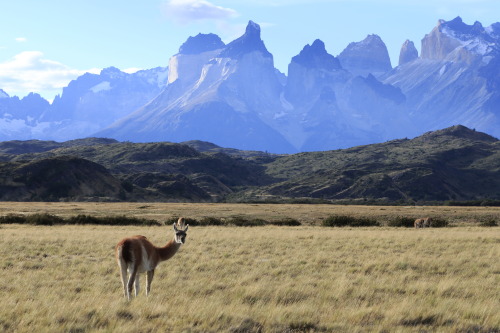 geologicaltravels:2016: Guanacos (Lama guanicoe) with the Paine laccolith in the background.