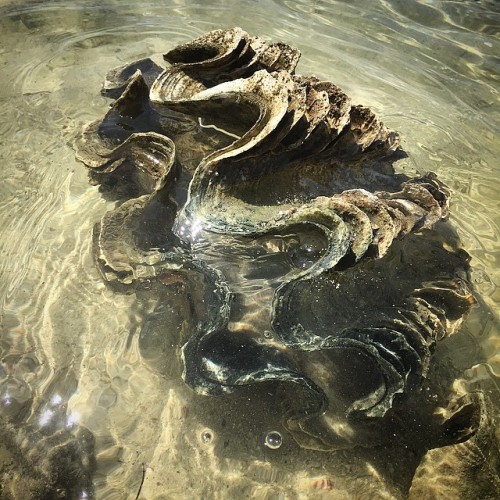 How cool is this giant she&rsquo;ll I found in the sea #kohyaoyai #Thailand