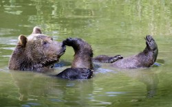 allcreatures:   Photographer Ronald Wittek watched from close range as a bear cleans himself in a pool before falling asleep under a tree in the Bavarian Forest, Germany  Picture: Ronald Wittek/Arco Images/Solent News (via Pictures of the day: 23 May