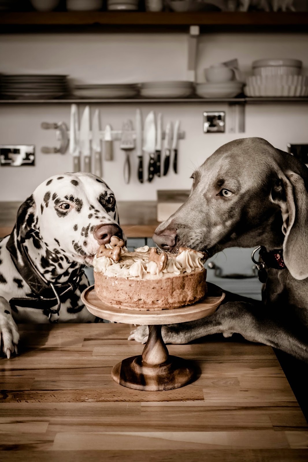 namelessin314:Peanut Butter and Apple Dog Cake