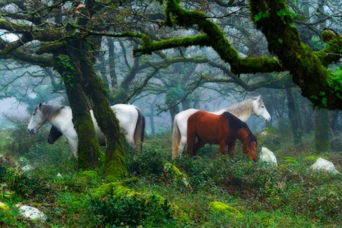 sweetd3lights:      By Carmelo Casaño   