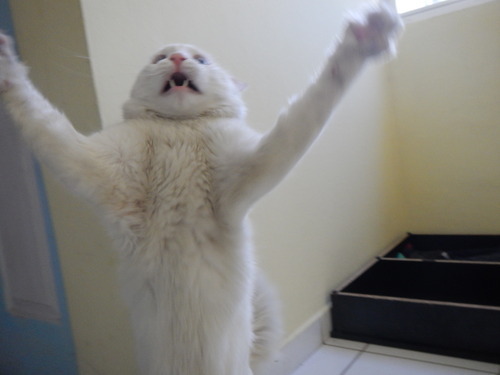 thecutestofthecute:  stephanieion:  So I was taking photos of my cat:  and he saw