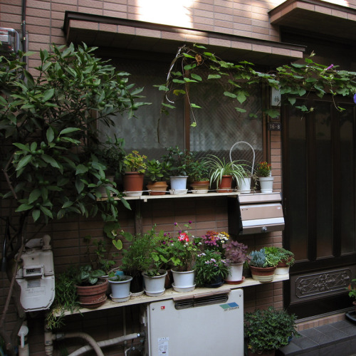 uroko:urban plants