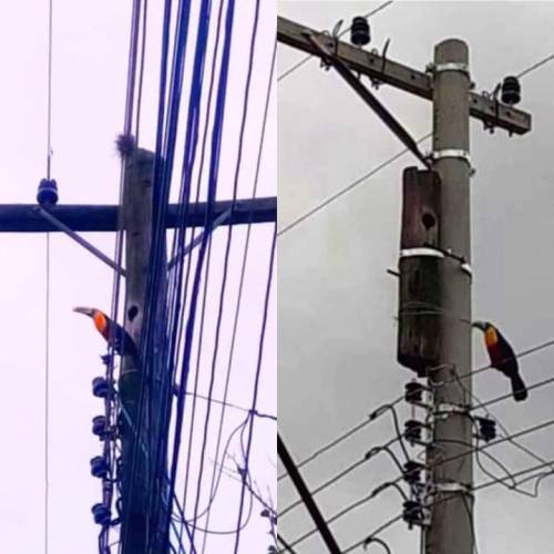 vintage-vistas:poochcrew:Electricians changed the wooden post for a cement one, but preserved the toucan’s house.   vintage-vistas ✨  