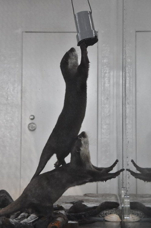 dailyotter:Otter Teamwork Via @goliath_otter