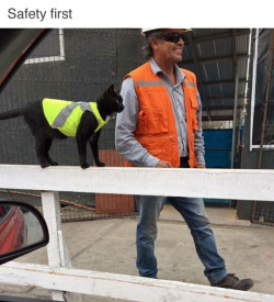 i-just-tardis-blue-myself: snakewife:  coolcatgroup: Have a good day at work little buddy EVERYONE LOOK AT THIS IMMEDIATELY.  His name is Black and was adopted by the workers of a construction site in Antofagasta, Chile. He was found by some workers near