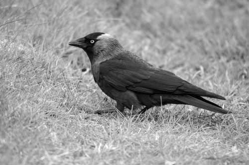 Portrait of a jackdaw