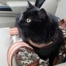 mostlycatsmostly:misocatsoup:wait for it 