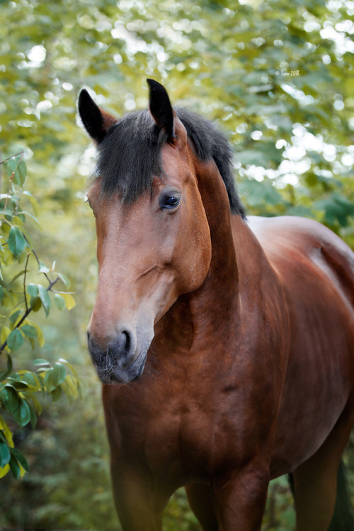lainphotography:Horses of my riding stable.