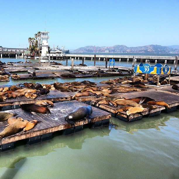 mrbrant:  Its Sea Lion mating season and they are going at it today. Love is in the