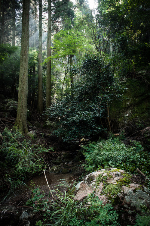 porcvpine:Forest of Japanese cedar | Gutian Yufu