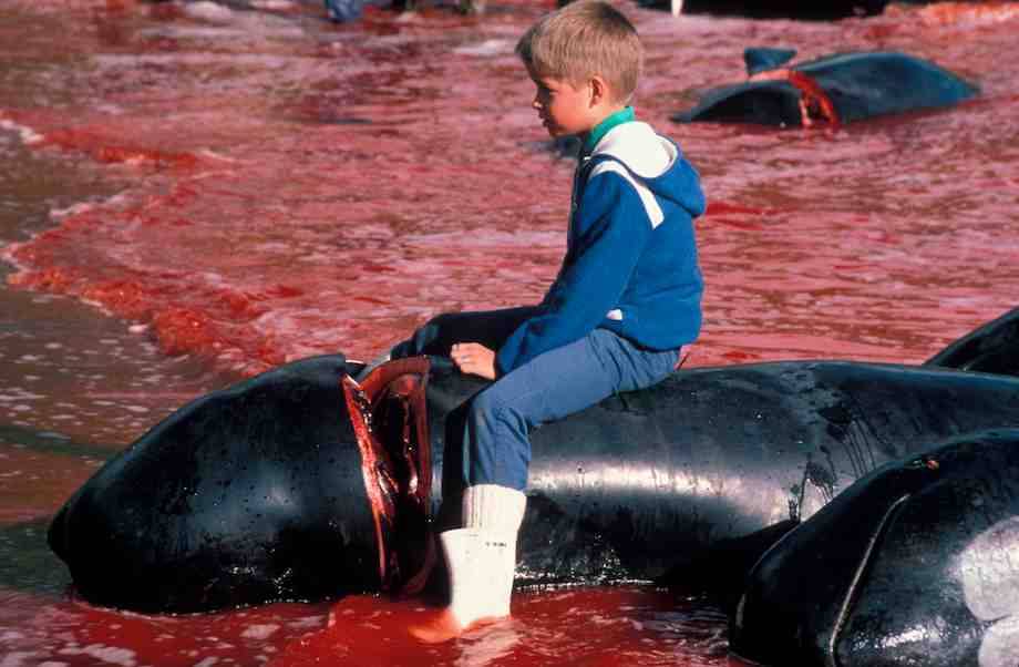 fighting-for-animals:  This is hypocrisy of the West in its foulest form. The media