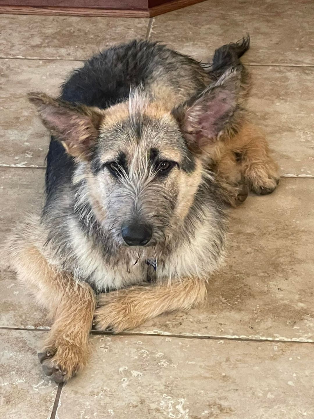 breakign the puppy rule again for this wirecoated german shepherd who’s serving tongue like it’s the daily special (source)