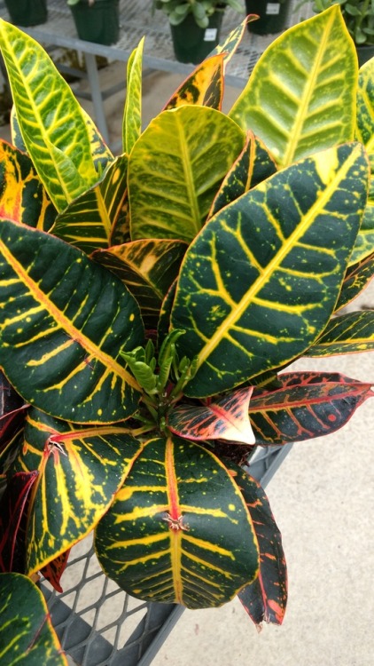 6/29/17: Codiaeum variegatum or Garden Croton; a flowering plant species native to “Indon