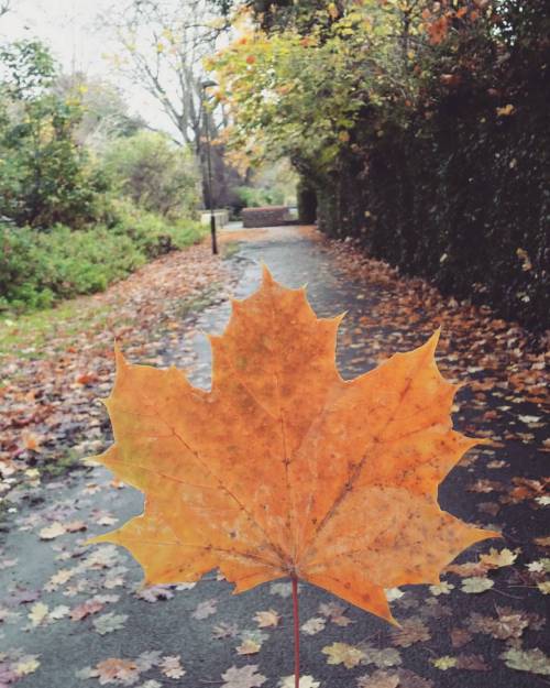 #otoño #hojas #autumn #noviembre #fall