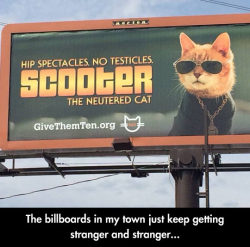 advice-animal:  Vet Billboards.