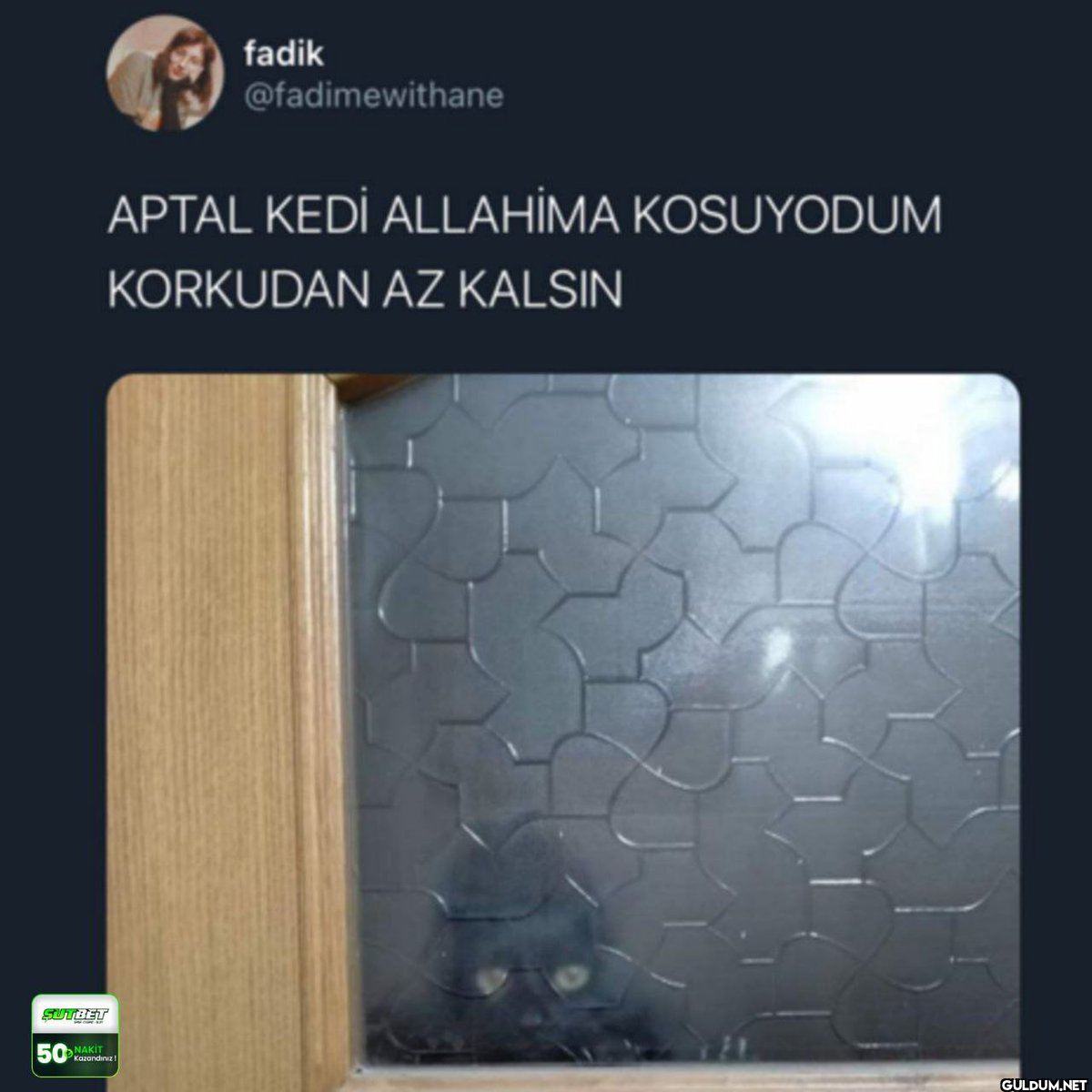 SUTBET 50 fadik APTAL KEDİ...