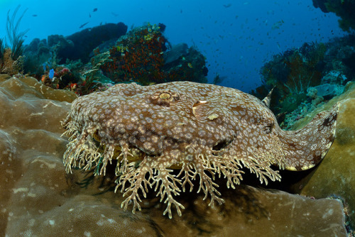 WOBBEGONG(Orectolobidae)Trutnau, M. 2016. “Wobbegong (Fransenteppichhai)”Raja Ampat, IndonesiaThe wo