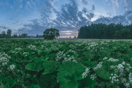 expressions-of-nature:by Lashkov Fedor“White Night- Blooming Dawn” St. Petersburg, Russia