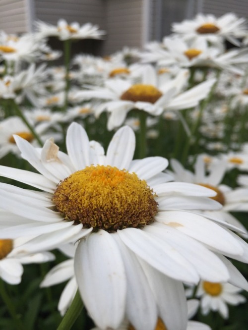 Daisies for days(ies).