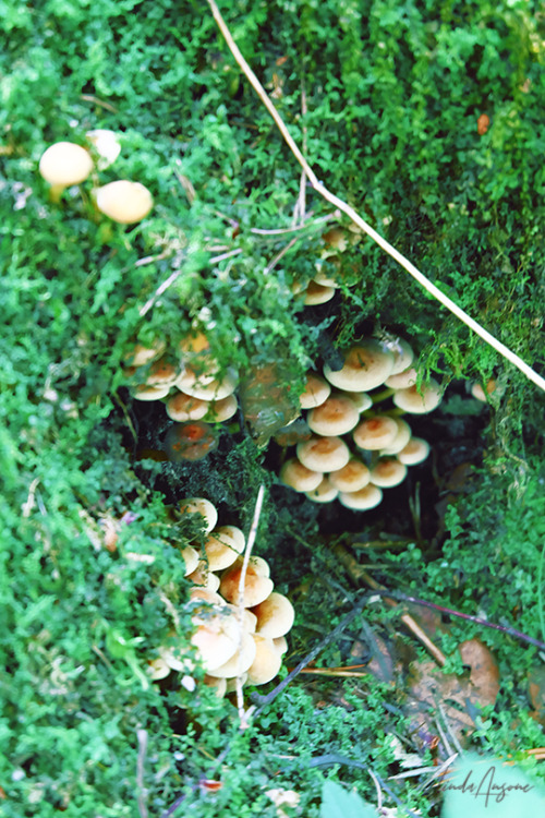 the fungus among us